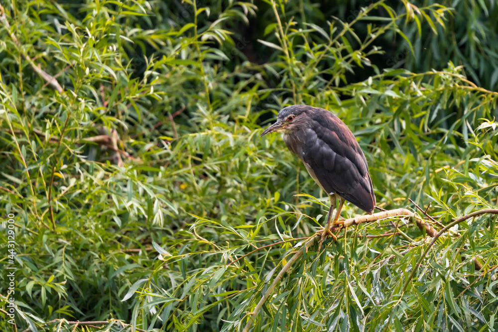 custom made wallpaper toronto digitalNight herons nest alone or in colonies, on platforms of sticks in a group of trees, or on the ground in protected locations such as islands or reedbeds. 3-8 eggs are laid.
