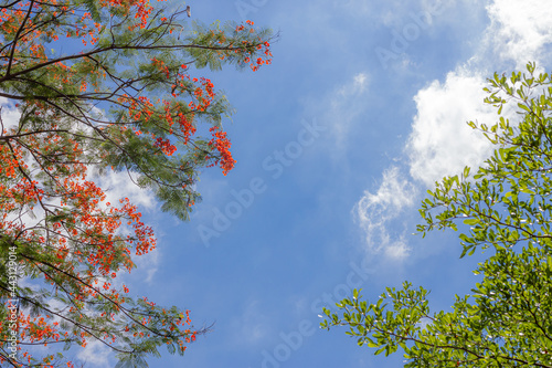 Royal Poinciana, Flamboyant, Flame Tree,