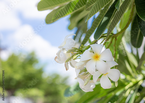 White plumeria on the plumeria tree,