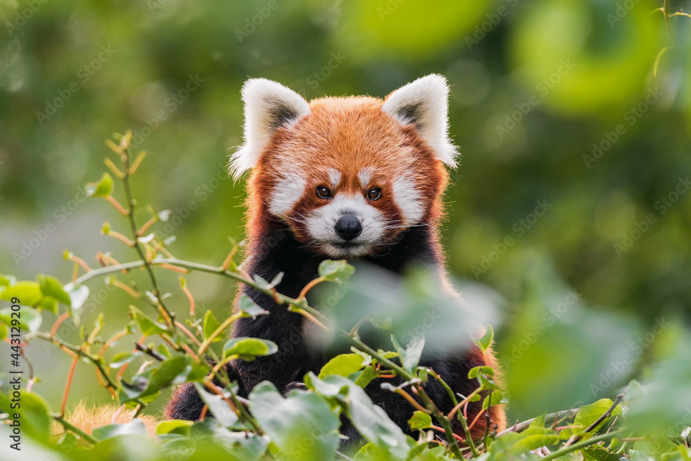 The red panda is larger than a domestic cat with a bear-like body and thick russet fur. The belly and limbs are black, and there are white markings on the side of the head and above its small eyes. The red panda is larger than a domestic cat with a bear-like body and thick russet fur. The belly and limbs are black, and there are white markings on the side of the head and above its small eyes.