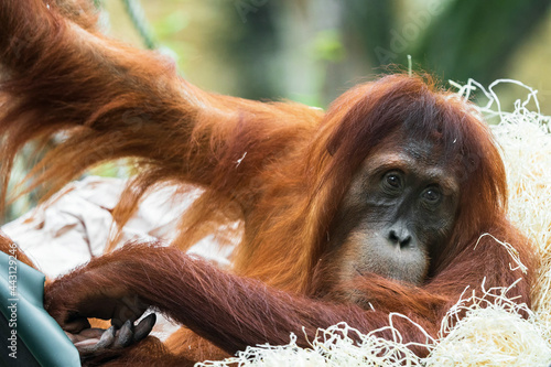 Orangutans are great apes native to the rainforests of Indonesia and Malaysia. They are now found only in parts of Borneo and Sumatra, but during the Pleistocene they ranged throughout Southeast Asia 