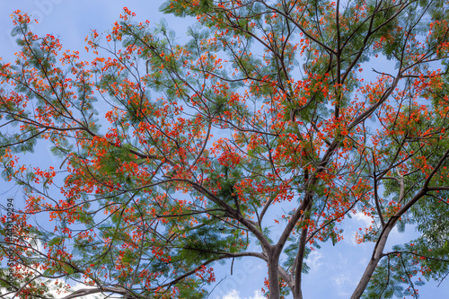 Royal Poinciana, Flamboyant, Flame Tree,