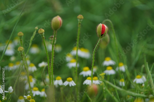 The red poppy within the summer field © Ahmed