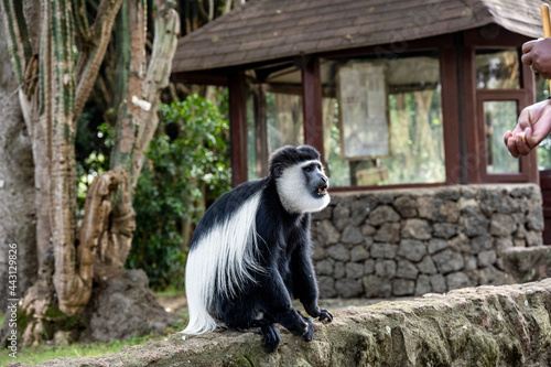 Angolan colobus climbed out of the tree for a meal