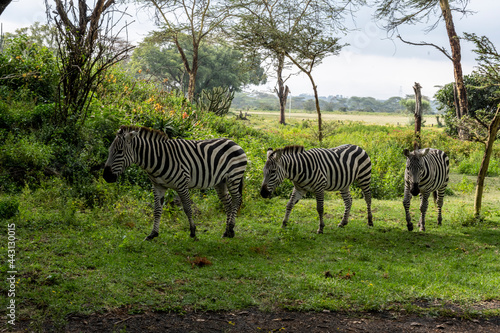 playful zebras combine food in a green meadow with love games and harassment 