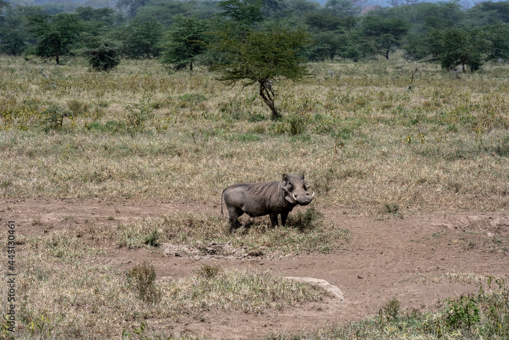 Naklejka premium wild boar warthog in a meadow among the grass 