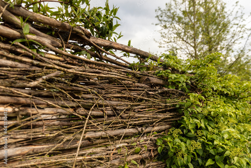Willow fence made of woven branches and twigs to create a ecological sustainable wall in a backyard garden, surrounded by trees and growing greenery Willow fence made of woven branches and twigs to create a ecological sustainable wall in a backyard garden, surrounded by trees and growing greenery