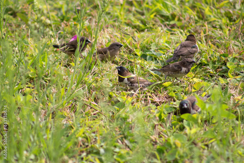 A flock of tiny, cute bronze mannikin birds eating seeds in the grass A flock of tiny, cute bronze mannikin birds eating seeds in the grass