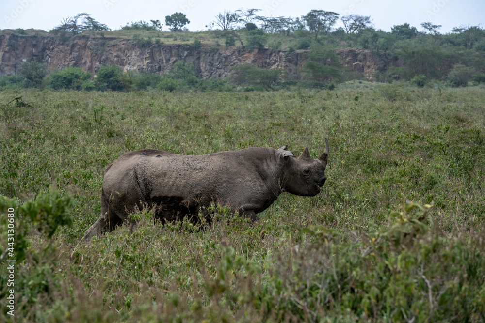 the mighty black rhino gazes into the distance the mighty black rhino gazes into the distance