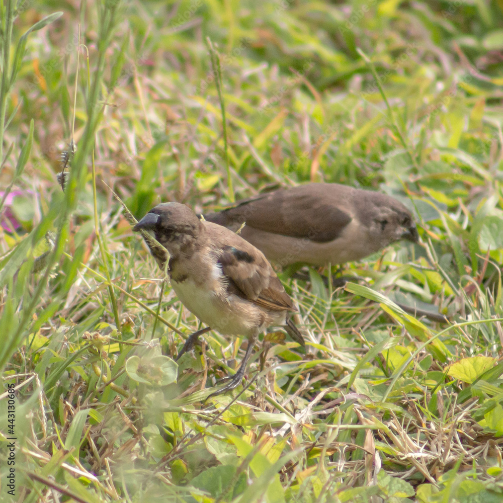 Fototapeta premium A flock of tiny, cute bronze mannikin birds eating seeds in the grass