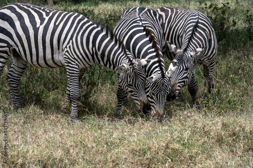 playful zebras combine food in a green meadow with love games and harassment 