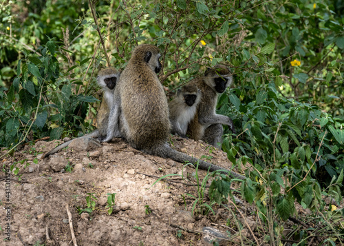 Fototapeta Naklejka Na Ścianę i Meble -  family of monkeys with offspring are resting near the road 