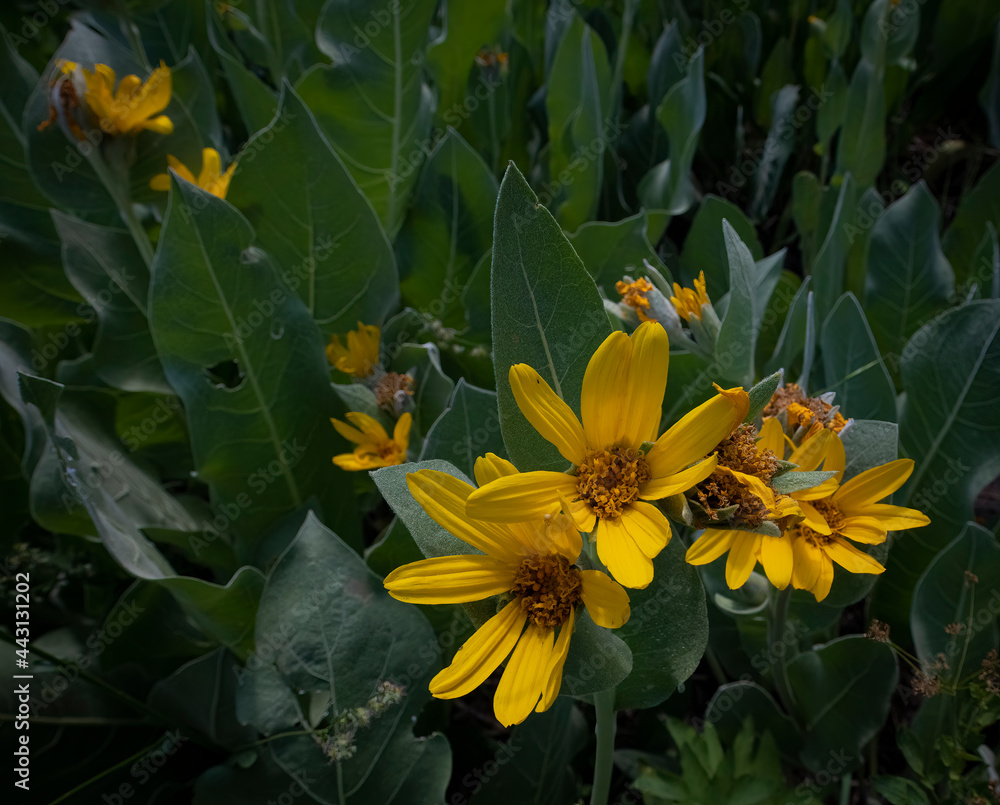 Obraz premium Mule Ear Flowers, Sierra Nevadas