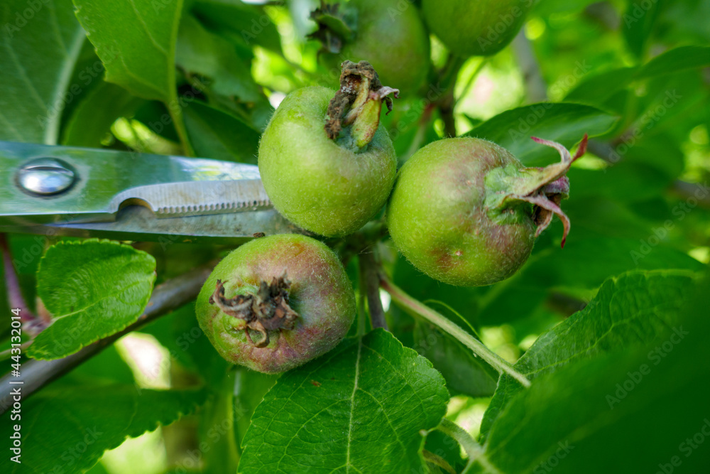 Small apples. Fruit and tree. Crop season. Twig. Scissors cutting Small apples. Fruit and tree. Crop season. Twig. Scissors cutting