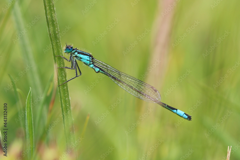 A male Blue Tailed Damselfly. Scientific name, Ischnura elegans. A male Blue Tailed Damselfly. Scientific name, Ischnura elegans.