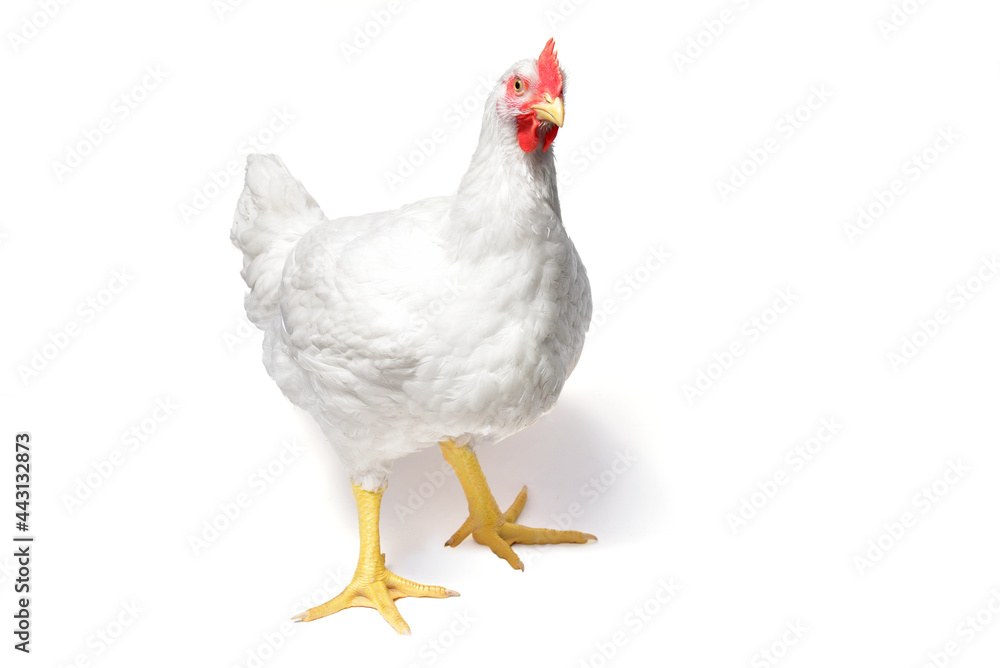 White hen isolated on white background. Stock Photo | Adobe Stock