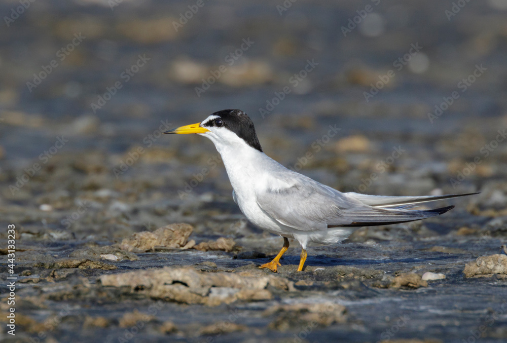 Least tern (Sternula antillarum) at the ocean coast, Galveston, Texas, USA. Least tern (Sternula antillarum) at the ocean coast, Galveston, Texas, USA.