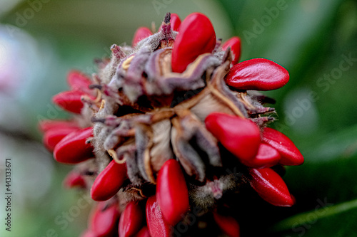 MAGNOLIA´S SEEDS