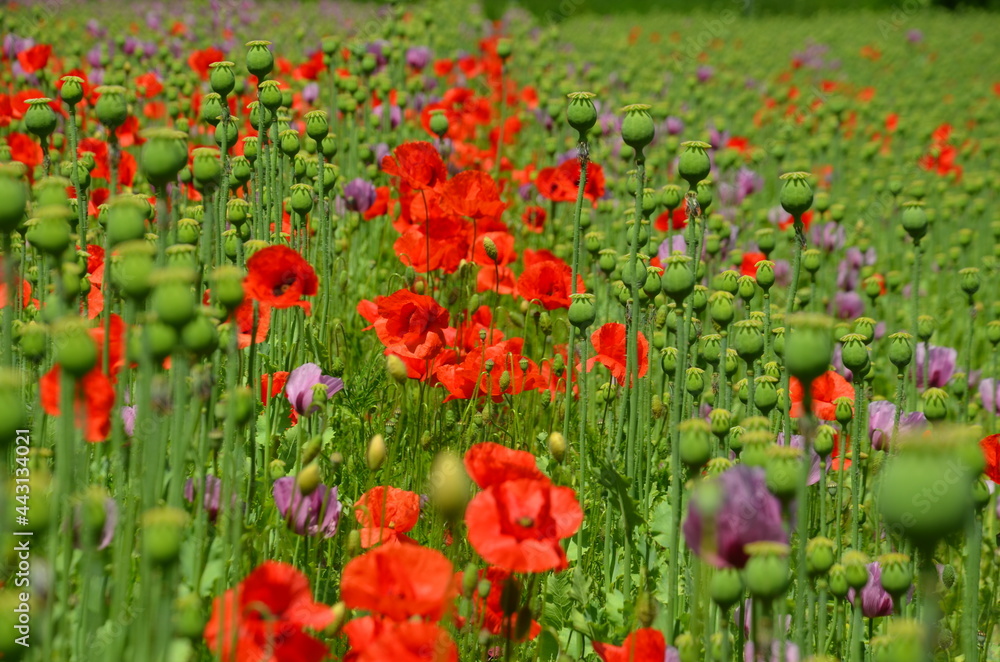 red poppies on the meadow in summer