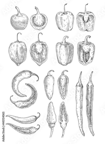 Set whole and half different pepper. Vector vintage hatching color illustration
