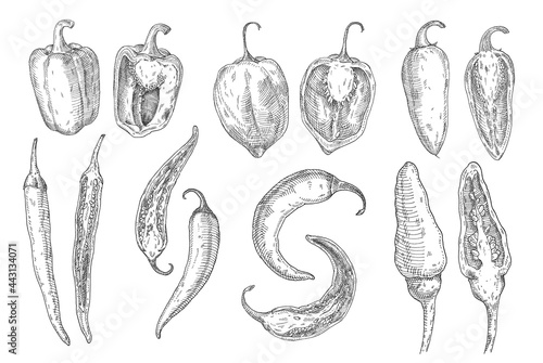 Set whole and half different pepper. Vector vintage hatching color illustration photo