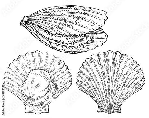 Shell scallop in different angles. Vintage monochrome black illustration isolated on white background.