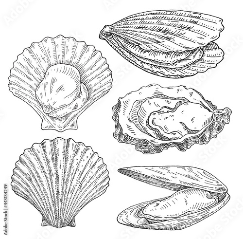 Scallop, mussel and oyster. Vintage monochrome black illustration isolated on white background.