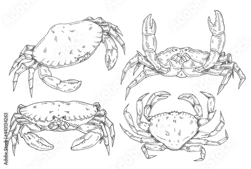 Crab isolated on white background. Vintage hatching vector monochrome black illustration.