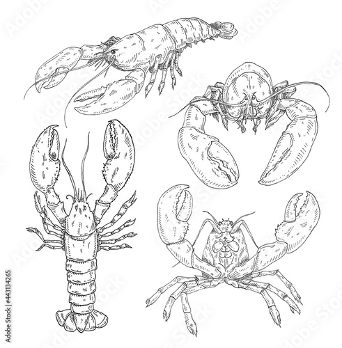 Lobster isolated on white background. color vintage engraving