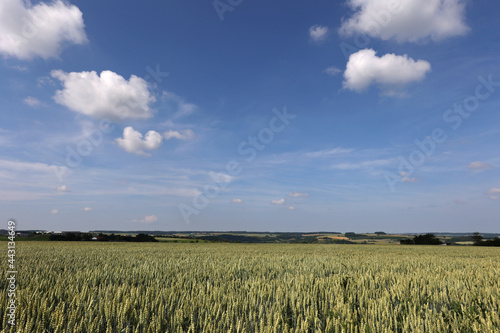 Wheat fields in summer early July in Germany