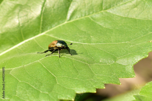 The picture shows a wide green leaf of grass on which a bread beetle sits.