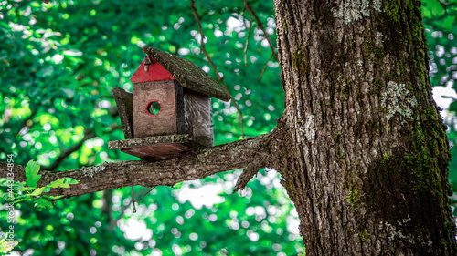 Close up of old bird broken wooden house on tree branch. Concept for abandoned home. Green forest in Croatia.
