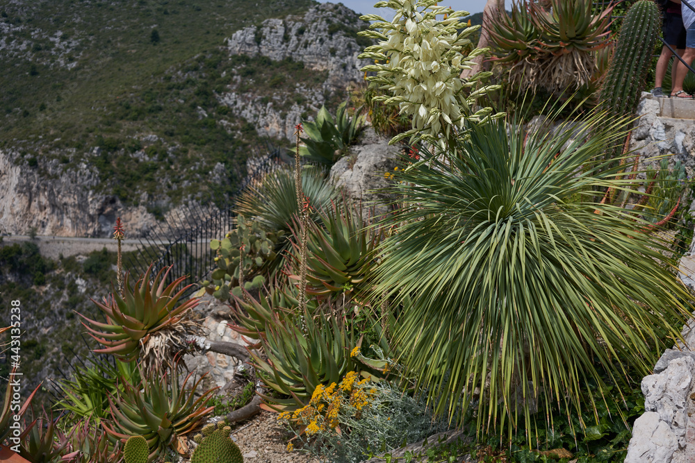 Eze, France - June 17, 2021 - the Exotic, Subtropical and Mediterranean garden in the sunny spring afternoon Eze, France - June 17, 2021 - the Exotic, Subtropical and Mediterranean garden in the sunny spring afternoon