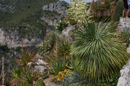 Eze, France - June 17, 2021 - the Exotic, Subtropical and Mediterranean garden in the sunny spring afternoon 