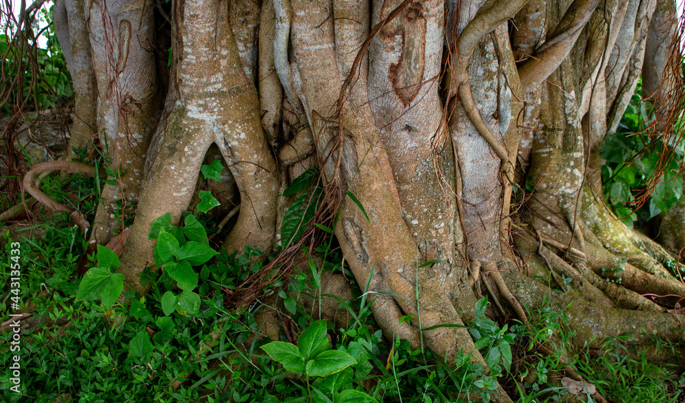 Image of a Banyan tree. Pictures of wild trees on the banks of the river. Image of a Banyan tree. Pictures of wild trees on the banks of the river.