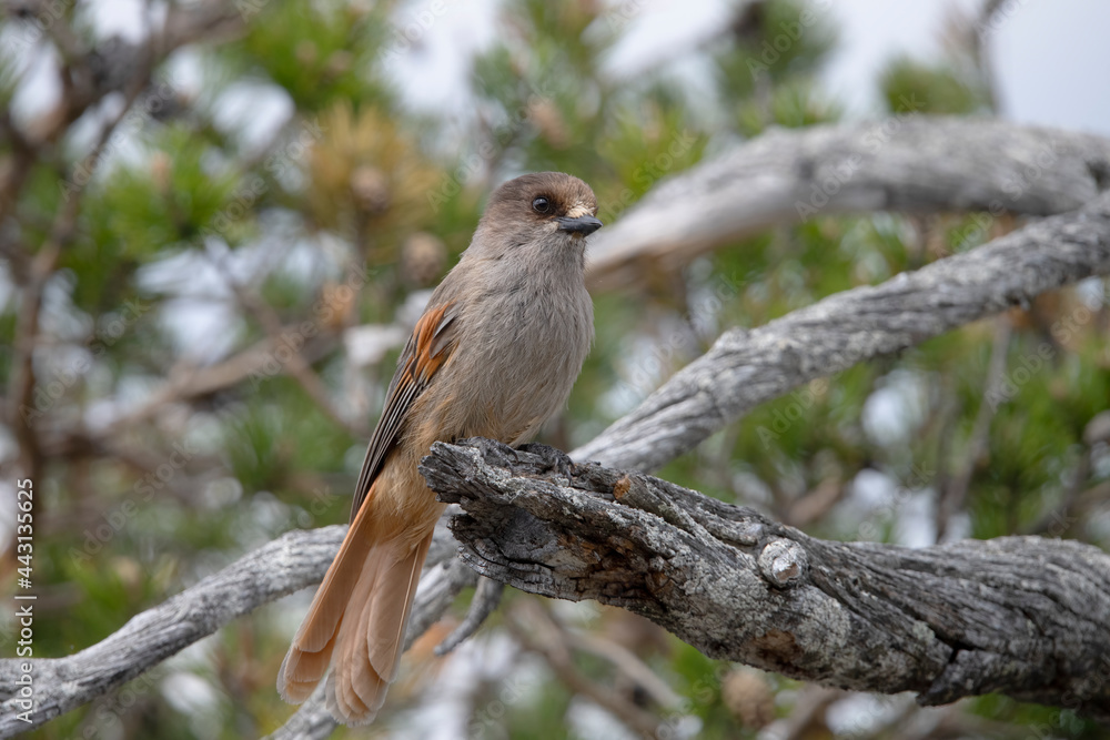 Obraz premium Siberian Jay in Fulufjället nationalpark Zweden.