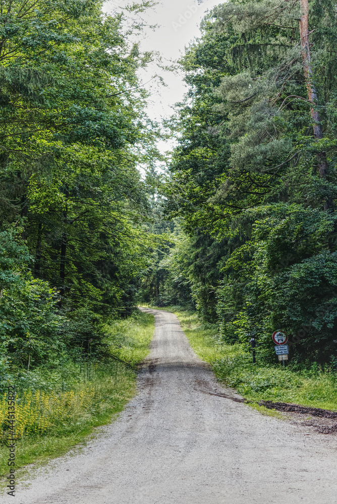 Obraz premium forest trail amidst green trees