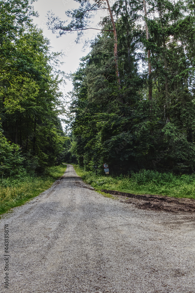 road thorugh the woodlands