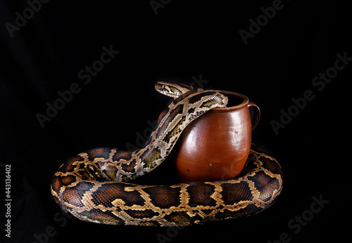 A large python in a pot is isolated on a black background. Pet snake in a pot