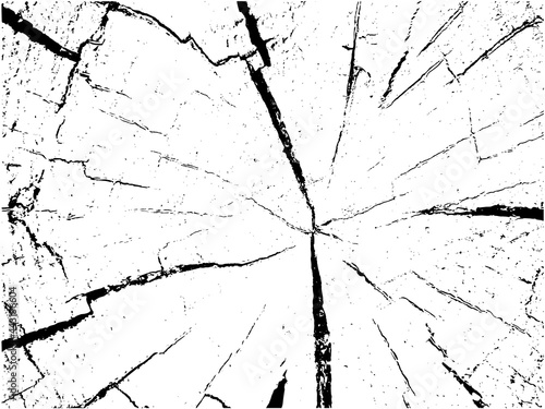 Vector wood texture on white background. Cross section of stump