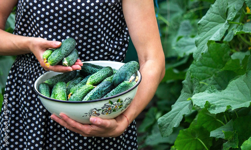 Fresh cucumber on a man's hand in the garden, a good harvest.