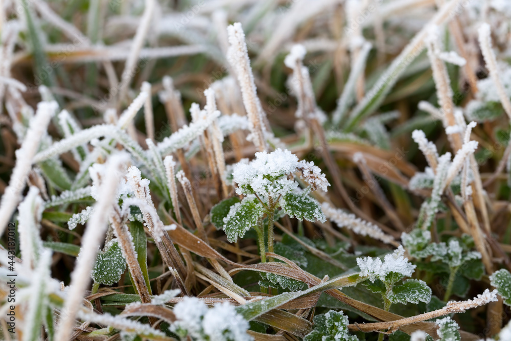 Fototapeta premium snow covers the ground and trees, plant in winter