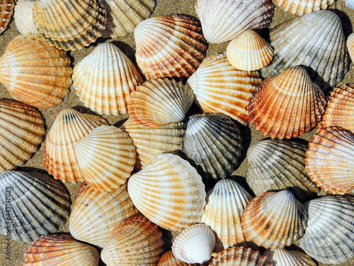 Colored seashell background on sand