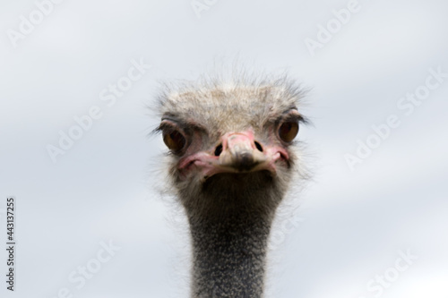 Ostrich farm, a bird close up