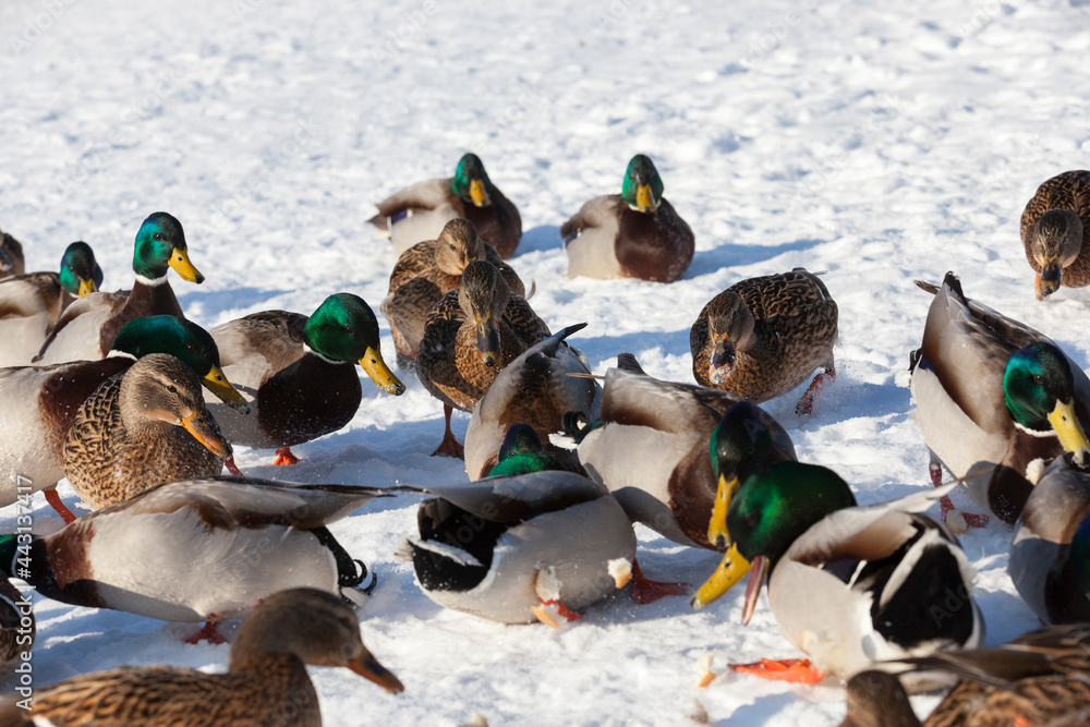 a large flock of ducks that stayed for the winter in Europe a large flock of ducks that stayed for the winter in Europe