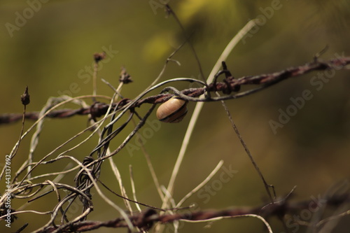 mały  ślimak  przyklejony  do  drutu  kolczastego  w  ogrodzie