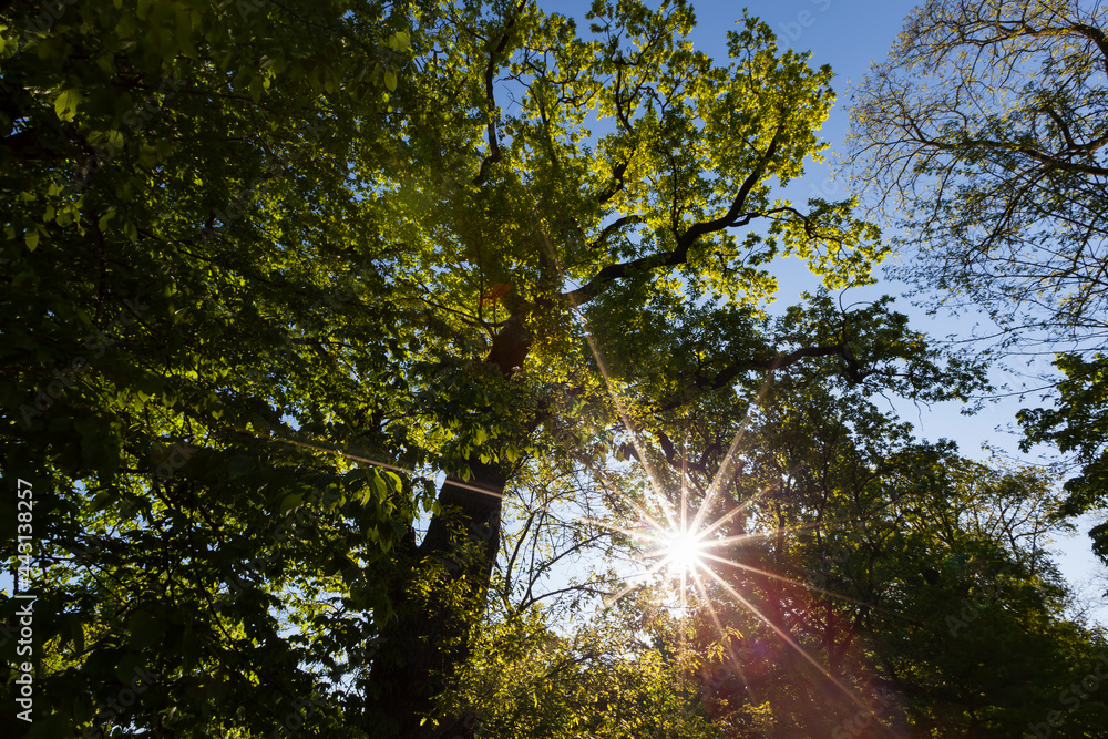 trees with green foliage in the summer trees with green foliage in the summer