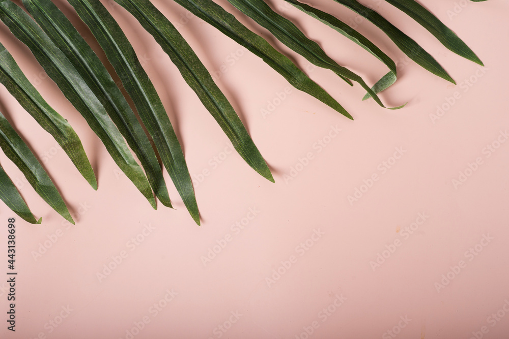 palm leaf on beige background palm leaf on beige background