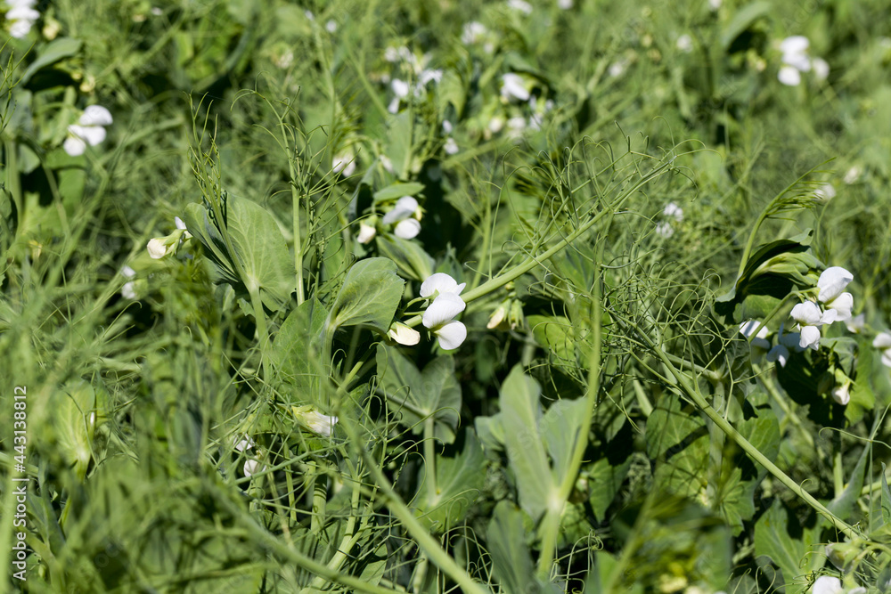Obraz premium an agricultural field where green peas grow