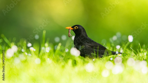 Caring father. Male of Blackbird with worms in its beak. His Latin name is Turdus merula.